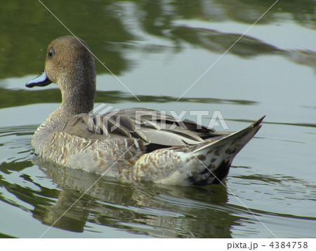 オナガガモ 4384758