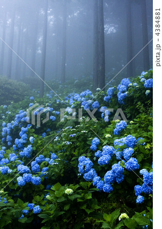 花園あじさい園 花園あじさい園 4384881