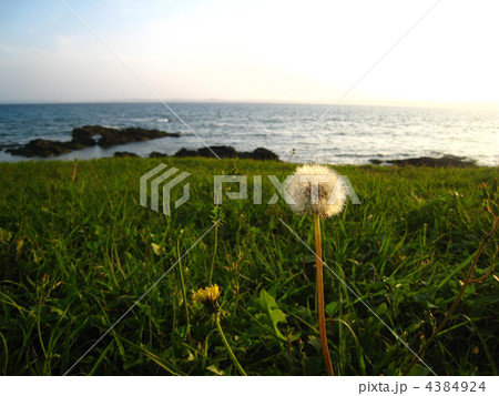 タンポポの綿毛 4384924