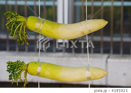 大根 大根 4385023