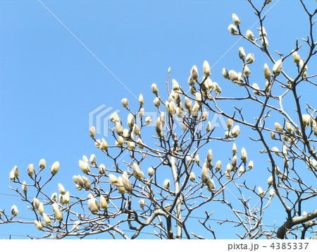 開花直前のハクモクレンの蕾 開花直前のハクモクレンの蕾 4385337