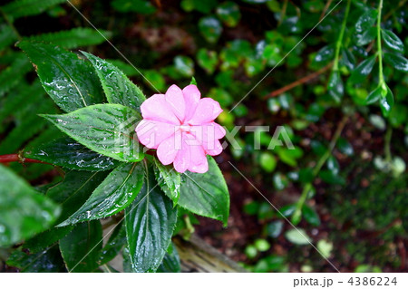 サンパチェンス サンパチェンス 4386224