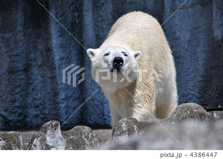浜松市動物園のホッキョクグマ 浜松市動物園のホッキョクグマ 4386447