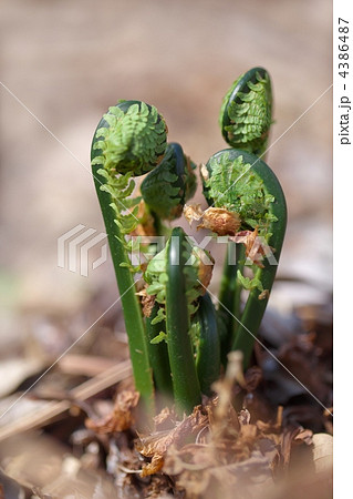 クサソテツの若芽 4386487