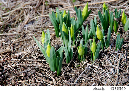 水仙の蕾　水仙の花芽　野の水仙 4386569
