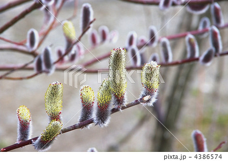 ネコヤナギの花　ネコヤナギ 4386574