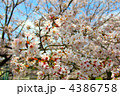 桜 4386758