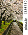 桜 4386759