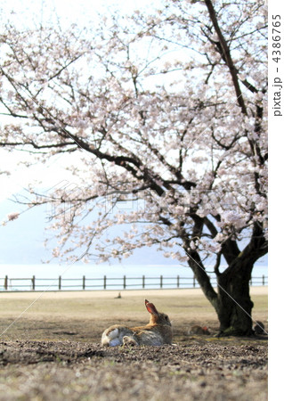 うさぎ うさぎ 4386765