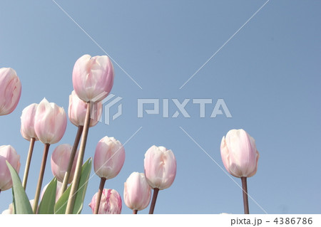 空に咲くチューリップ 4386786