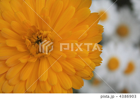 マーガレット 4386903