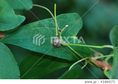 ヤマノイモむかご 4386975