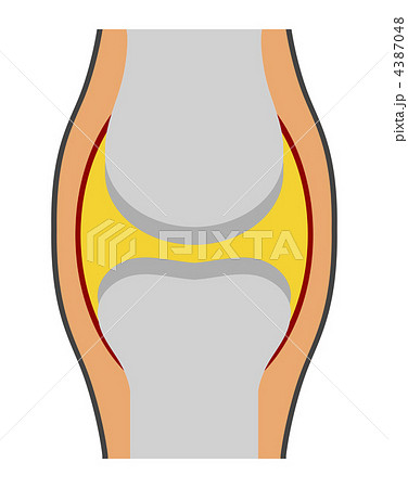 膝関節の図のイラスト素材