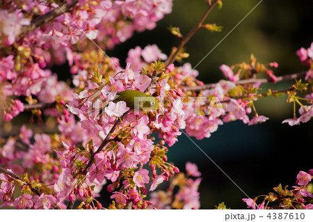 春の訪れ 4387610