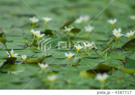 ガガブタの花 ガガブタの花 4387717