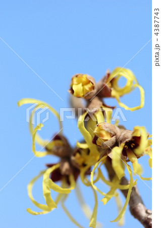 マンサクの花 4387743