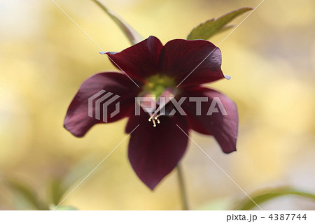 クリスマスローズの花 4387744