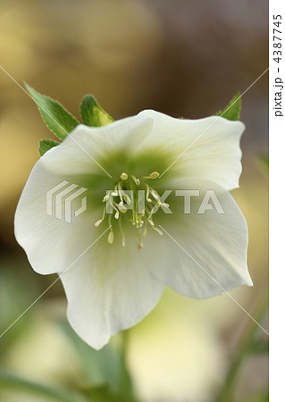 クリスマスローズの花 クリスマスローズの花 4387745