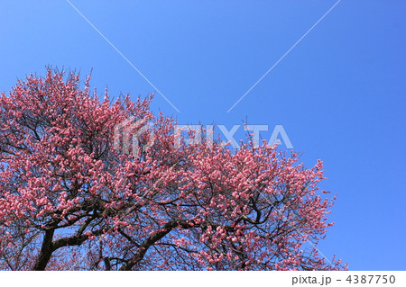 飯田城の紅梅 飯田城の紅梅 4387750