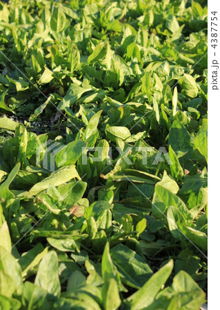 ほうれん草 4387754