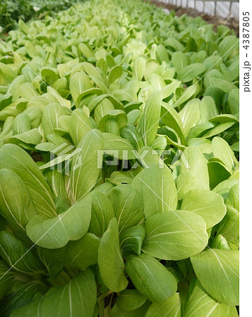 チンゲン菜 チンゲン菜 4387805