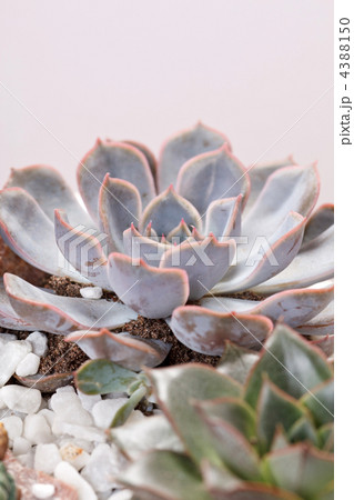 succulent plants 4388150