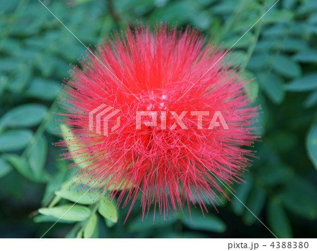 カリアンドラ・ハエマトケファラ（赤花） 4388380