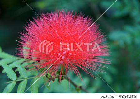 カリアンドラ・ハエマトケファラ（赤花） 4388385
