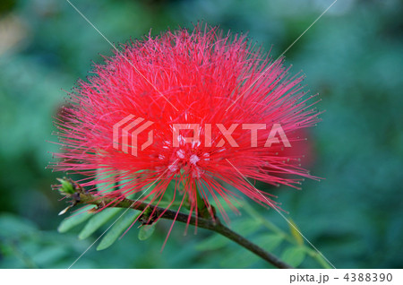 カリアンドラ・ハエマトケファラ(赤花) カリアンドラ・ハエマトケファラ(赤花) 4388390