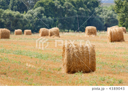 hay stacks in autumn field hay stacks in autumn field 4389043