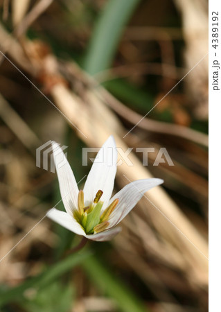 アマナの花 4389192