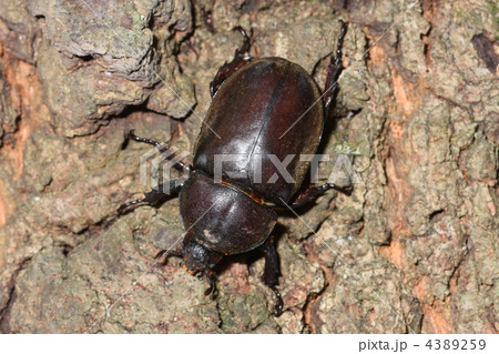 カブトムシのメス カブトムシのメス 4389259