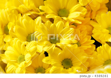 Chrysanthemum Flowers 4389281