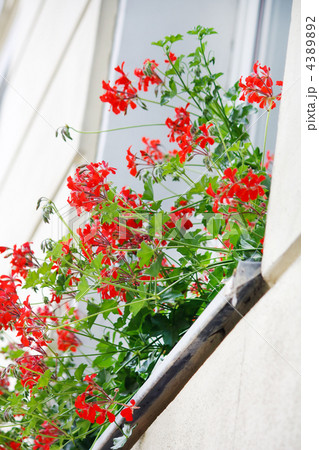 Window with flowers Window with flowers 4389892