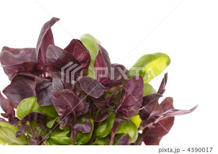 fresh basil 4390017