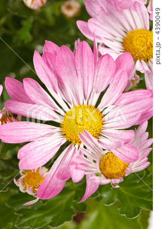 Chrysanthemum Flowers Chrysanthemum Flowers 4390049
