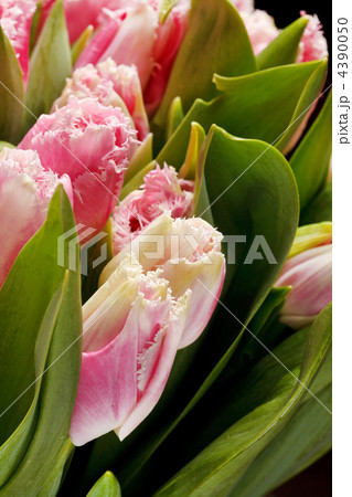 beautiful tulips 4390050