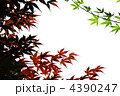 二色紅葉 4390247