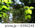 クモの巣 4390248