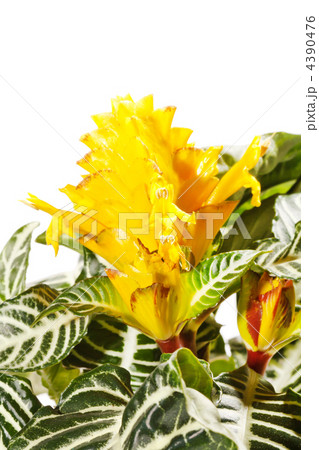 Aphelandra squarrosa Aphelandra squarrosa 4390476