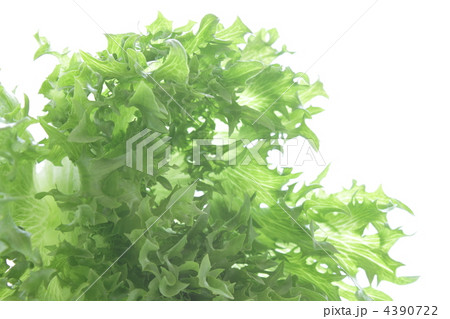レタス　野菜　フリルレタス 4390722