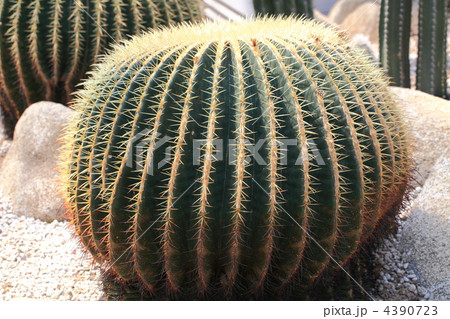 サボテンの王様　キンシャチ 4390723