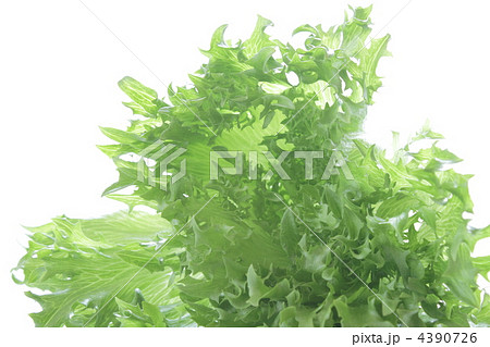 レタス　野菜　フリルレタス 4390726