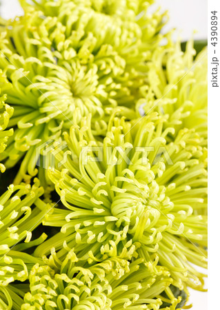 Chrysanthemum Flowers Chrysanthemum Flowers 4390894