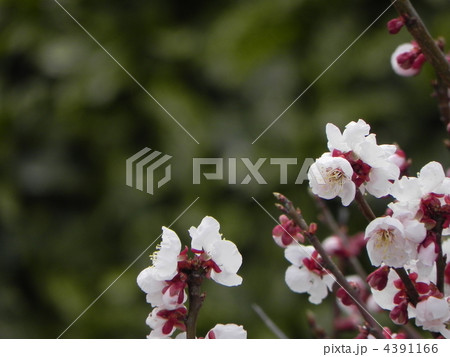 梅の花 梅の花 4391166