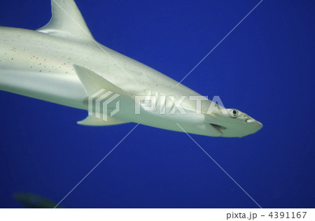 シュモクザメ シュモクザメ 4391167