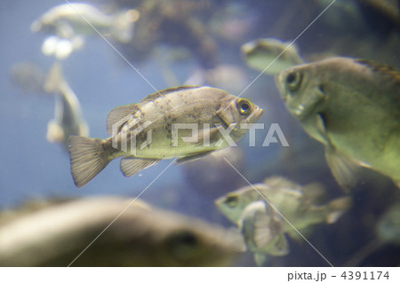 メバル メバル 4391174