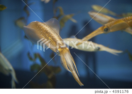 アオリイカ 4391176