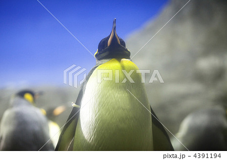 オウサマペンギン 4391194