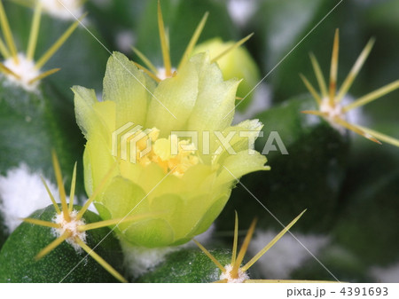 サボテンの金洋丸の花 4391693